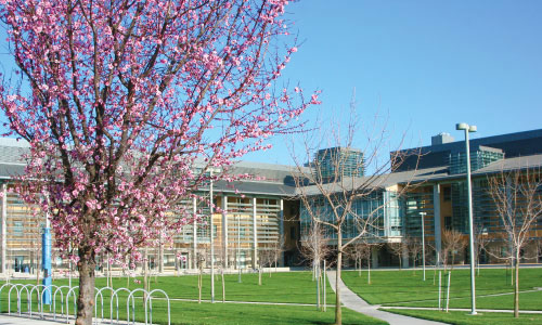Cherry Blossoms at UC Merced